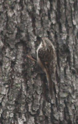 4427 Brown Creeper.JPG