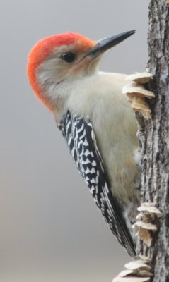 Red-bellied Woodpecker