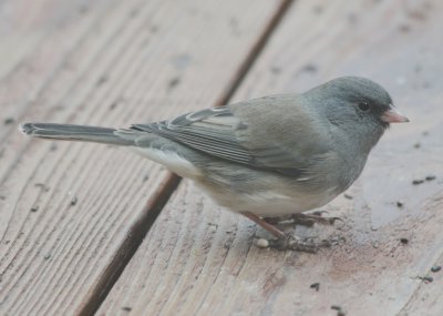 4245 Junco.JPG