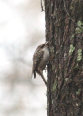 4424 Brown Creeper.JPG