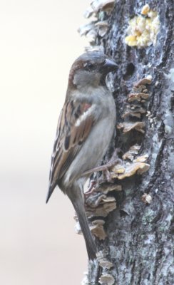 4519 House Sparrow.JPG