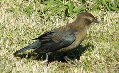 Rusty Blackbirds