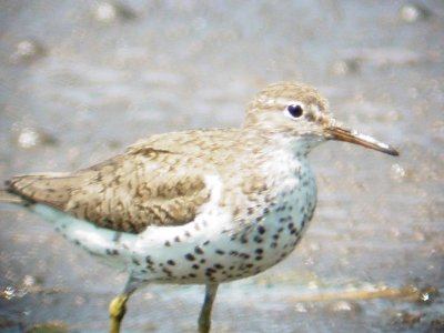 Shorebirds