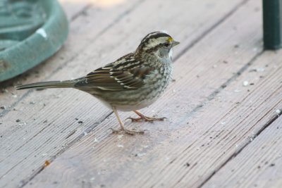 4918 Wht Throated Sparrow