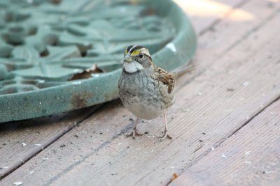 4925 Wht Throated Sparrow