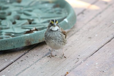 4926 Wht Throated Sparrow