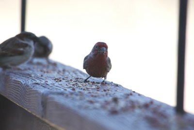 4943 House Finch (m)