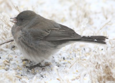 5183 Junco.JPG