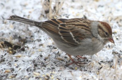 5188 Chipping Sparrow.JPG
