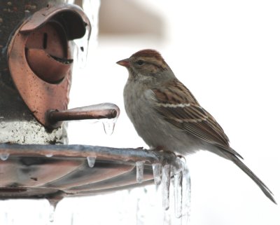 5236 Chipping Sparrow.JPG