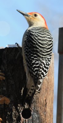 5317 Red-bellied WP.JPG