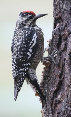 Yellow-bellied Sapsucker