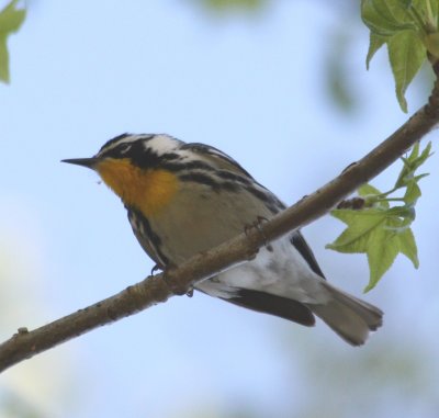 6256 Yellow-throated Warbler