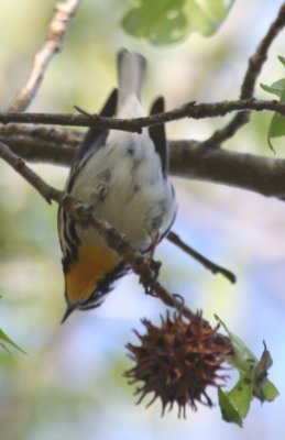6259 Yellow-throated Warbler