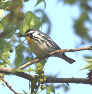 6271Yellow-throated Warbler