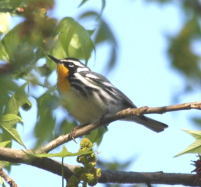 6273 Yellow-throated Warbler