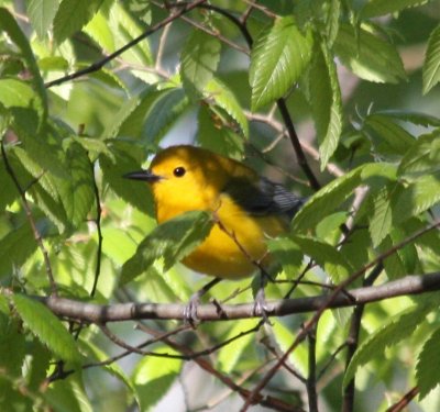 6286 Prothonotary Warbler