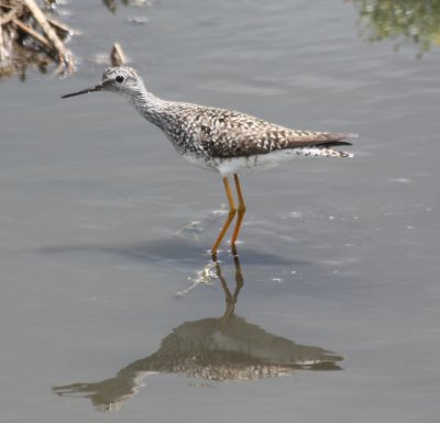 6994 Lsr Yellowlegs.JPG