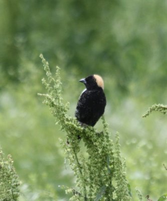 7057 Bobolink.JPG