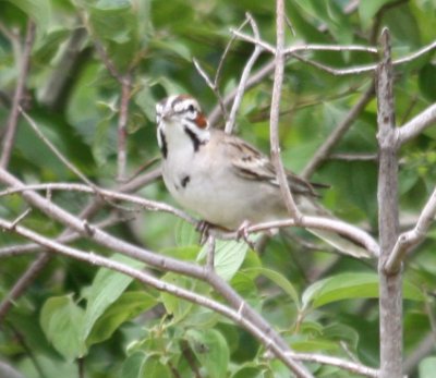 6618 Lark Sparrow