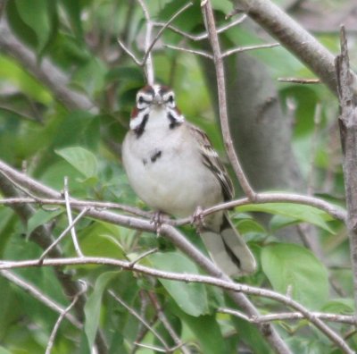 6642 Lark Sparrow