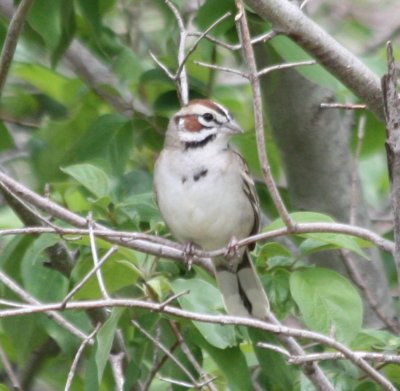 6646 Lark Sparrow