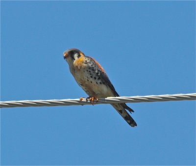 7364 Am Kestrel