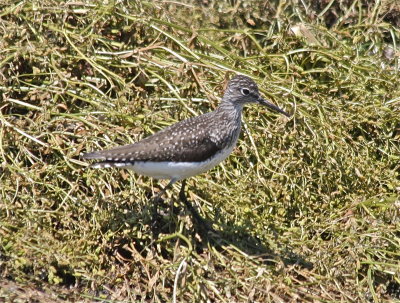 7470 Solitary Sandpiper