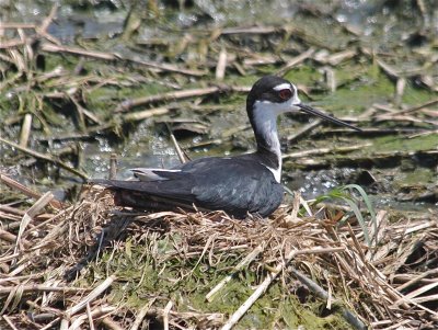 7488 Blk-necked Stilt on nest another