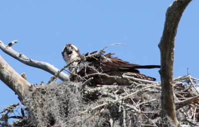 8358 Osprey on Nest