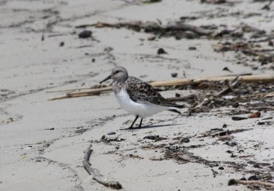 8441 Sanderling