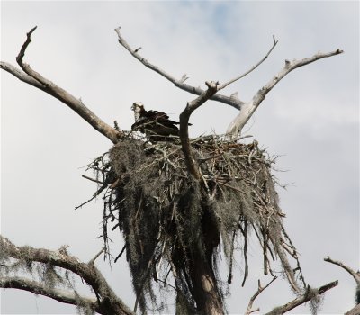 8343 Osprey at nest