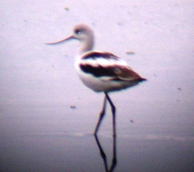 American Avocet  and others in Memphis, TN, 22 Oct '07
