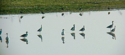 9270 Am Avocets.JPG