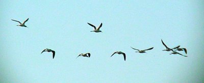 9272 Am Avocets in Flight 9 of 10.JPG