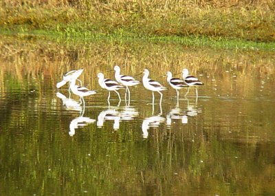 9289 Am Avocets 7 of 10.JPG