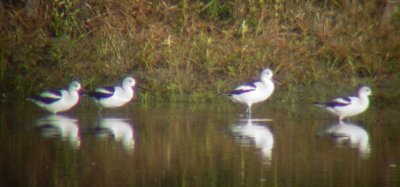 9298 Am Avocet 4 of 10.JPG