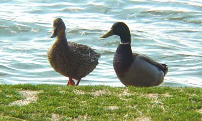 Ducks, Geese, and Grebes