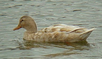 4969 Leucistic Mallard Hen.JPG