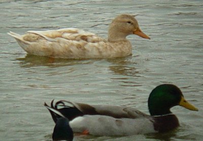 4970 Leucistic Mallard Hen.JPG