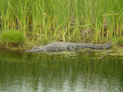 6026 Small Alligator
