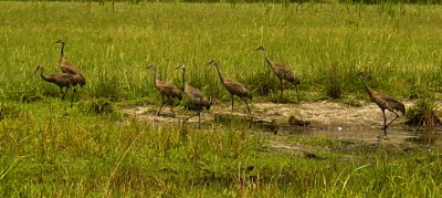 MS Sandhill Crane NWR 2006 008-1.jpg