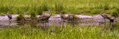 MS Sandhill Crane NWR April 2006 005-1.jpg