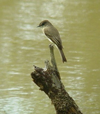 Eastern Phoebe