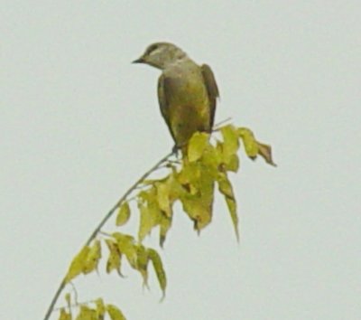 7639 W Kingbird Trigg Ave Parent.JPG