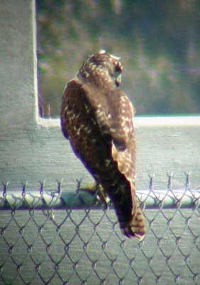 Hawk on Fence