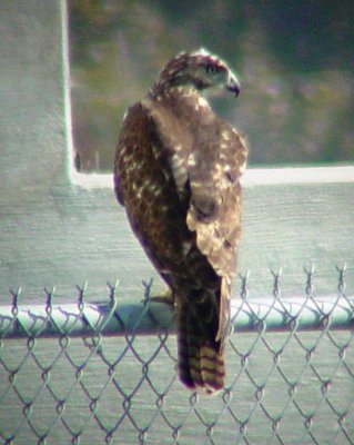 9386 Hawk on Fence.JPG