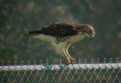 9389 Hawk on Fence.JPG