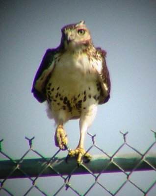 9393 Hawk on Fence.JPG