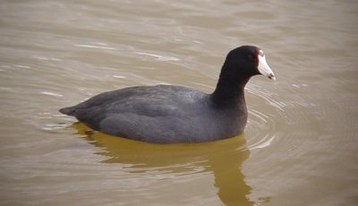 9550 Am Coot.JPG